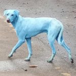Dogs turning mysteriously blue in India