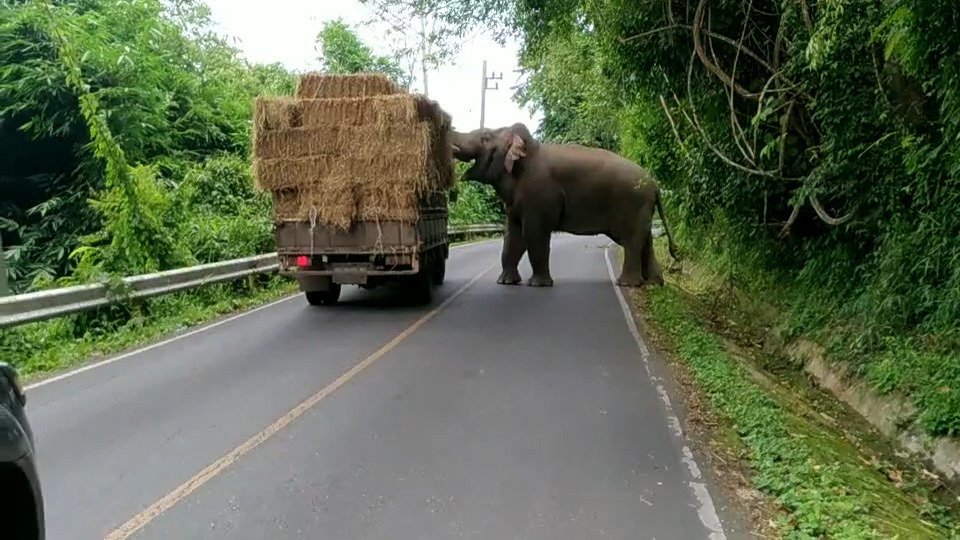 The elephant stops the truck to steal a bale of hay in Khao Yai National Park
