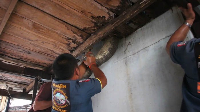 Rescue workers drag the monitor lizard out from the floorboards in Chachoengsao