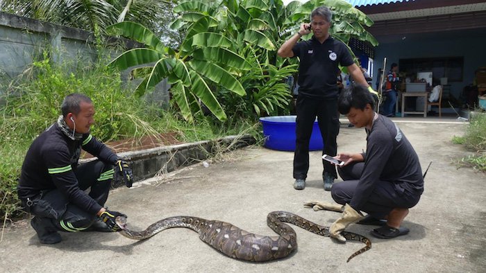 The python is stretched out on the ground with a large bulge in its tummy