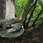 Tockay gecko rescued from snake's jaws by lizard friends