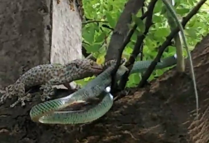 Tockay gecko rescued from snake's jaws by lizard friends