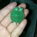 The rare two-headed mutant turtle born in Nonthaburi
