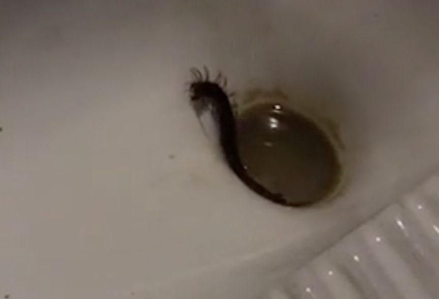 Huge Millipede Filmed Crawling Up The Toilet Pattaya One News