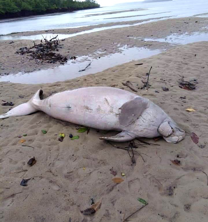 dugong Dead Phang Nga Phuket Dead dugong