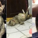 cruelty charge cat owner cruelty charge Cat owner Thailand Thailand on Watchdog Thailand on