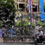 BMA set to swoop on pigeon fanciers