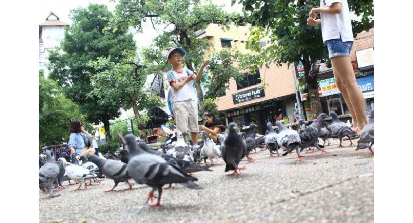 Bird-feeding tourists put fun over safety