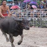 Buffalo Racing Festival hits Chonburi area on October 23rd
