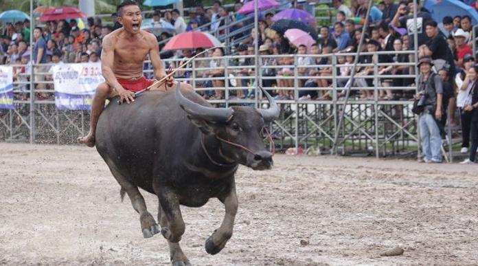 Buffalo Racing Festival hits Chonburi area on October 23rd