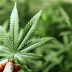Govt pressed for new law on marijuana and kratom