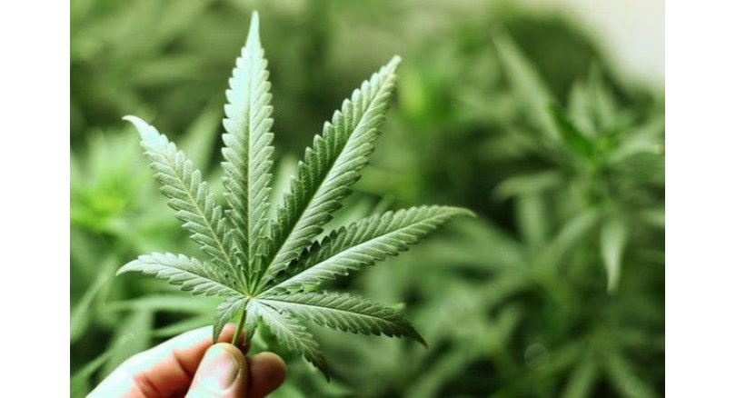 Govt pressed for new law on marijuana and kratom