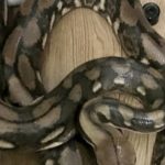 14 foot Python found by surprised man in public toilet, amazing video