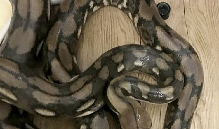 14 foot Python found by surprised man in public toilet, amazing video