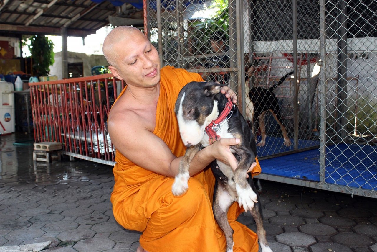 Abbot in Phayao seeks donations for animal furnace