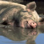 Australian Pig Steals 18-Beers From Campers, Gets Drunk, Fights Cow. A booze-pilfering, drunken, feral pig has caused chaos by running amok at an Australian