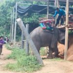 Canadian tourist injured after she falls from elephant ride