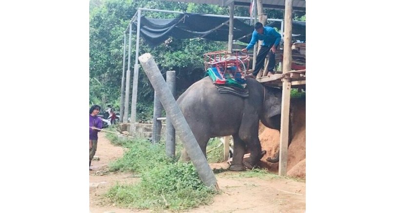 Canadian tourist injured after she falls from elephant ride