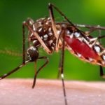 Chikungunya virus, spread by mosquitoes, found in Yala