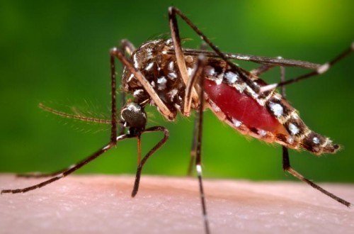 Chikungunya virus, spread by mosquitoes, found in Yala