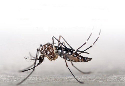 Department of Disease Control warns people in South about chikungunya fever