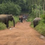 ELEPHANT FATALLY STOMPS DRIVER AFTER CAR STRIKES ITS LEGS