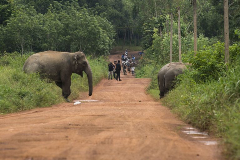 ELEPHANT FATALLY STOMPS DRIVER AFTER CAR STRIKES ITS LEGS