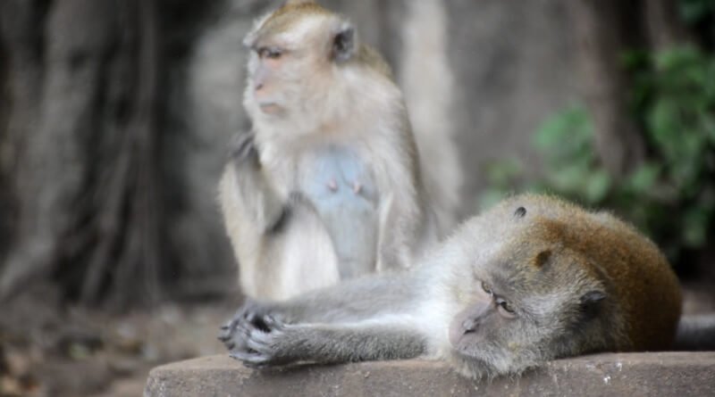 Aussie girl attacked by monkey in Krabi