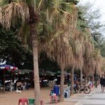 Angry Pattaya councilors order neglected Jomtien palm trees revived