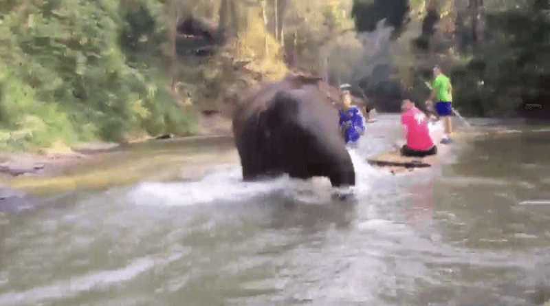Baby elephant calf runs into tourist raft in Chiang Mai