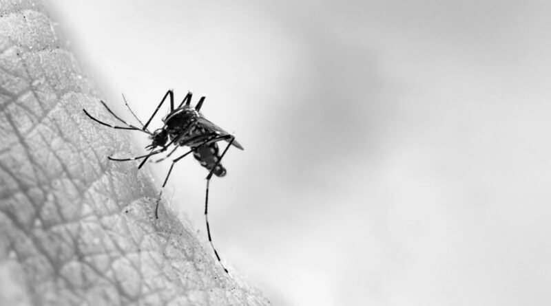 Chikungunya Virus spreading in Surin province