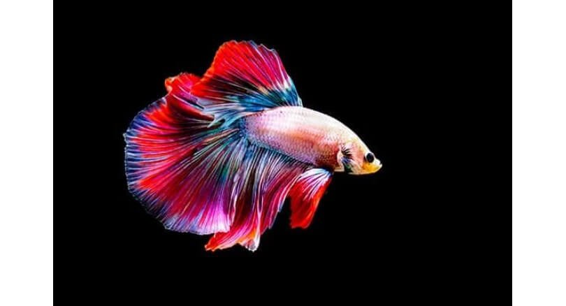 Fighting fish becomes national symbol in boost for industry
