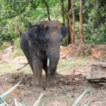 Italian tourist seriously injured in goring by bull elephant at private Phang-Nga park