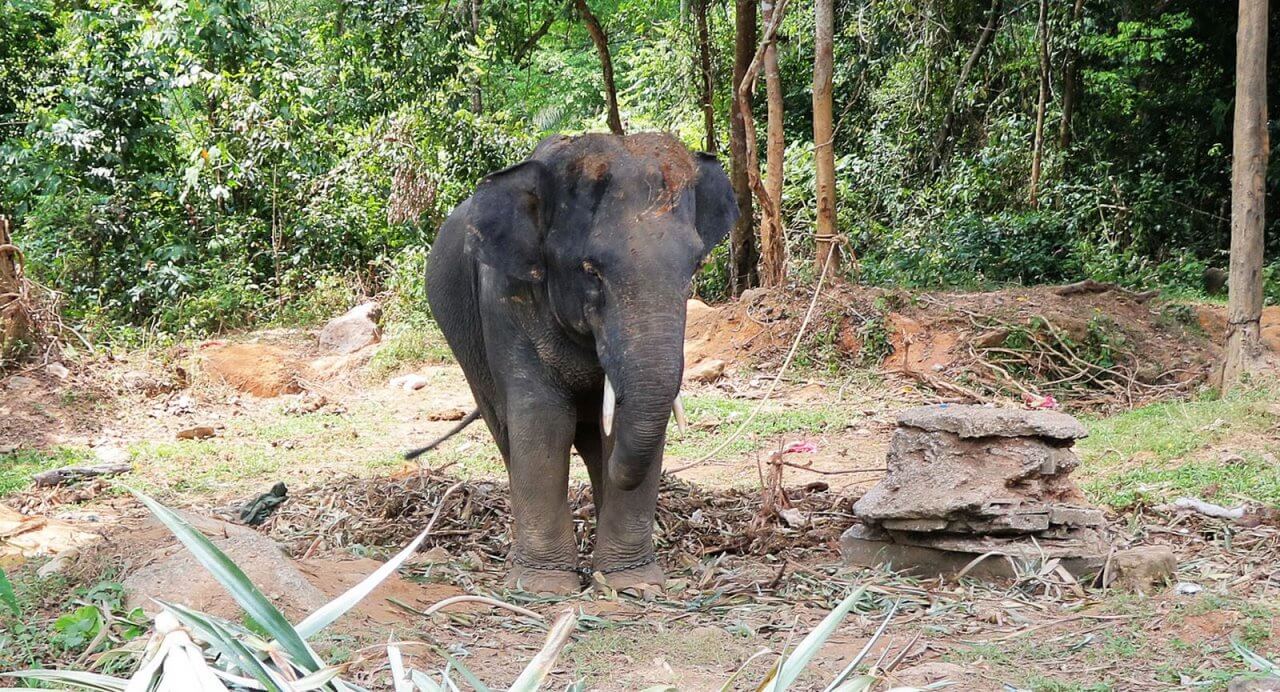 Italian tourist seriously injured in goring by bull elephant at private Phang-Nga park