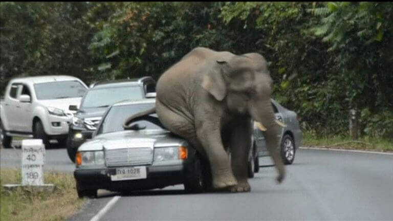 Elephant Comes Stomping At Couple’s Car