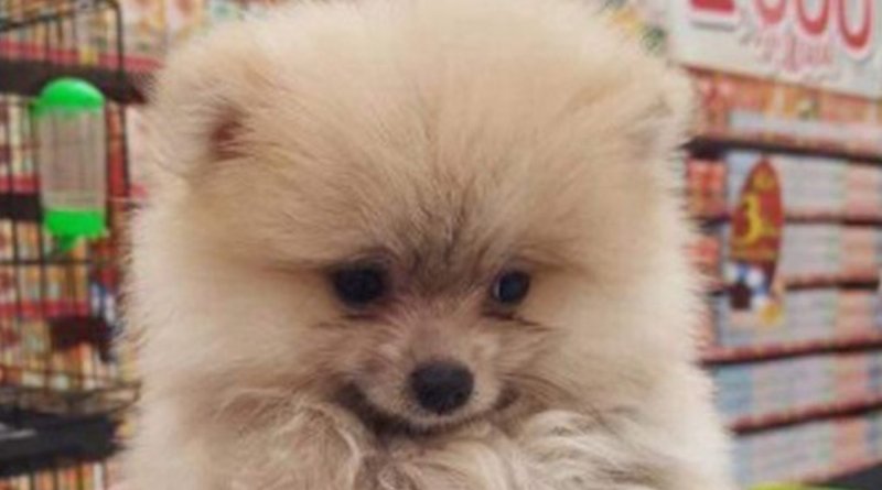 Netizens Criticize Big Supermarket giving out puppies as prizes