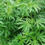 Council helps farmers, patients register for medical marijuana
