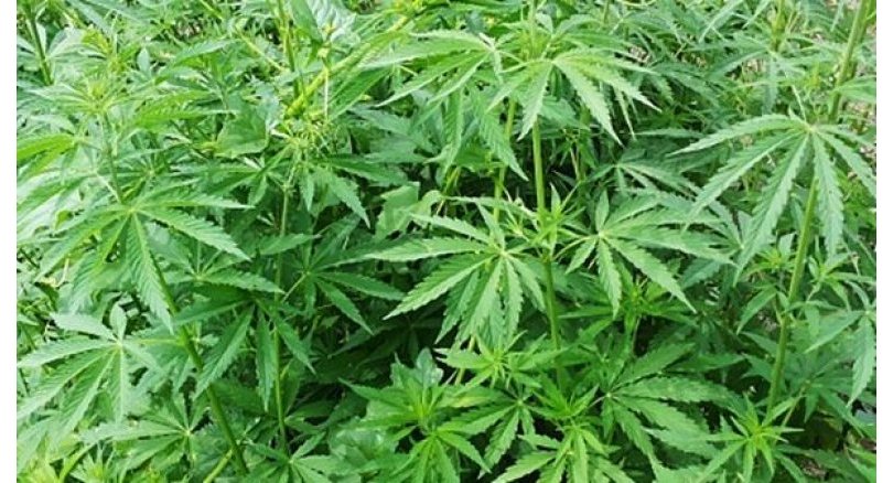 Council helps farmers, patients register for medical marijuana