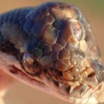3-Eyed Snake Found in Australia Surprises Rangers