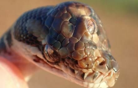 3-Eyed Snake Found in Australia Surprises Rangers