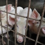 African Swine Fever sweeping through Vietnam