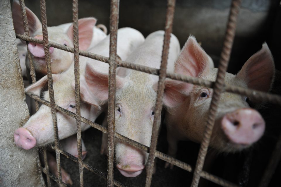African Swine Fever sweeping through Vietnam