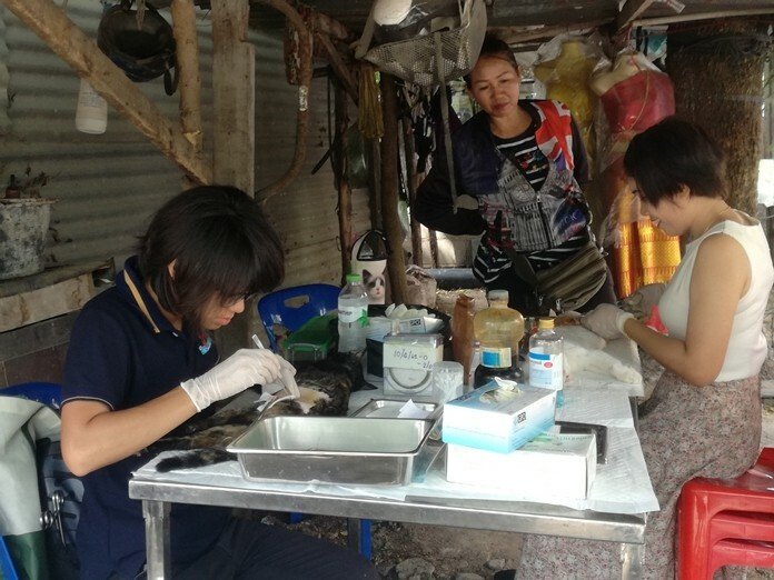 Free pet vaccinations, sterilizations in Pattaya this week