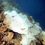 Massive corals off Rayong beginning to bleach