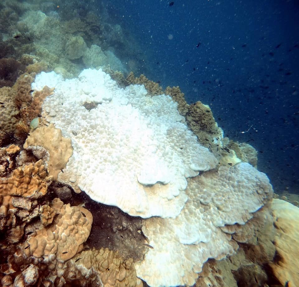 Massive corals off Rayong beginning to bleach