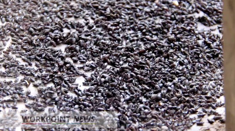 Millions of bugs take over villagers home in Ratchaburi