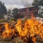 8 tonnes of marijuana burned in Nakhon Phanom