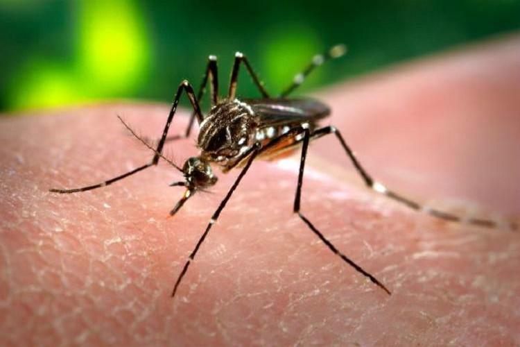 Boy, 12, succumbs to dengue in Chiang Mai