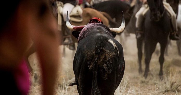Spain’s Supreme Court Puts An End To Torture Of Bulls At ‘Toro de la Vega’ Festival
