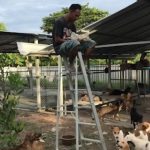 Thai man needs ladder to escape SOI DOGS